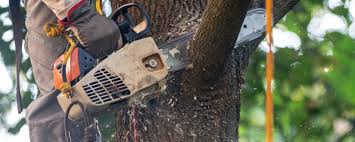 Reliable St Ansgar, IA Tree Care Services Solutions